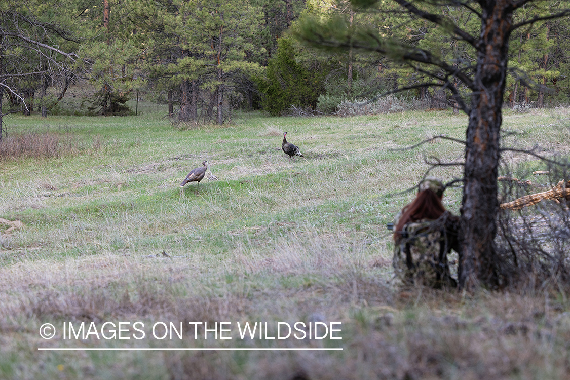 Women hunter aiming at turkey.