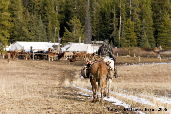 Elk hunter with bagged elk on horse packstring heading into camp.  