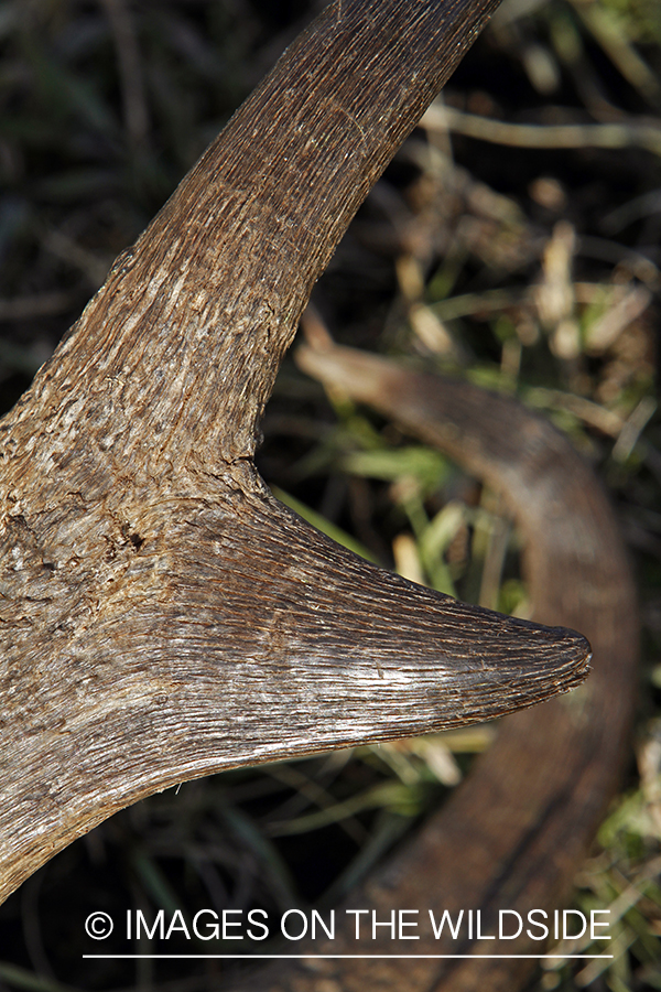 Close-up of downed pronghorn antelope buck.