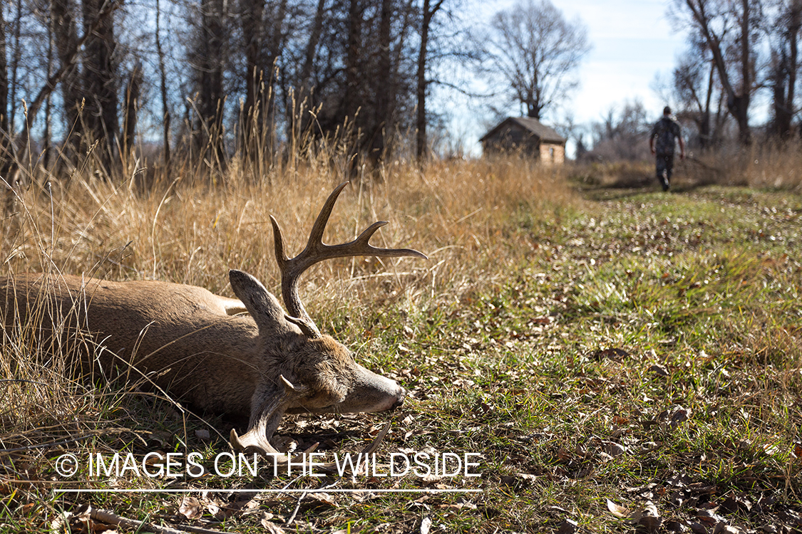 Bow hunter getting truck to retrieve bagged white-tailed deer.