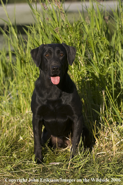 Black Labrador Retriever