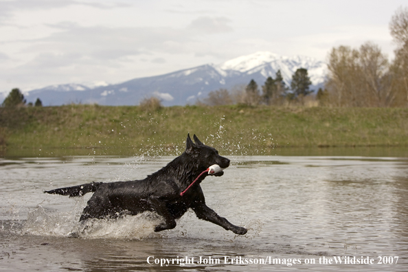 Black Labrador Retriever