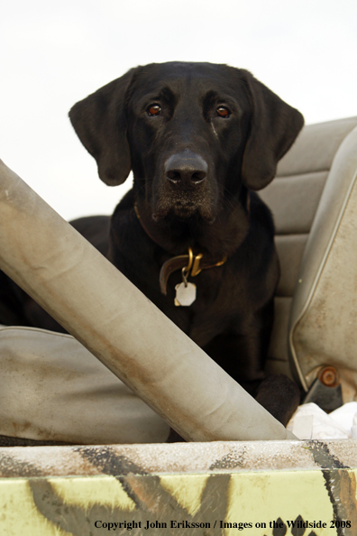 Black Labrador Retriever in field