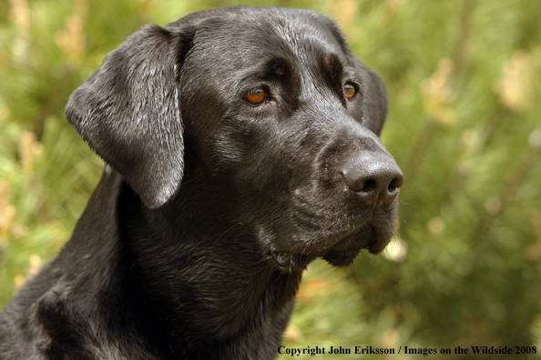 Black Labrador Retriever 