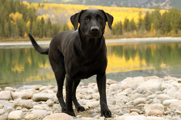 Black Labrador Retriever