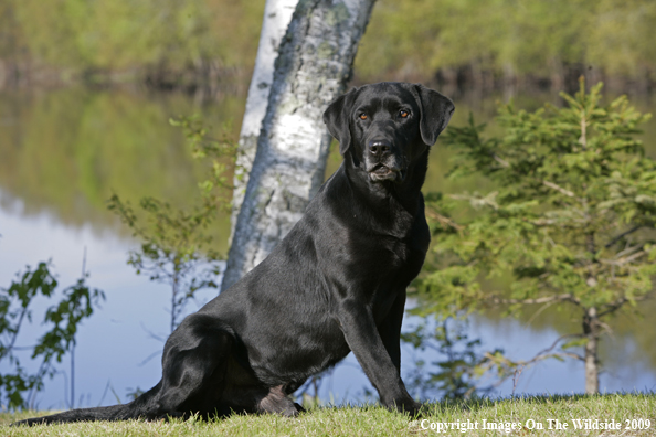 Black Labrador Retriever in field