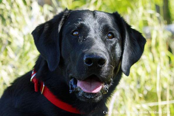 Black Labrador Retriever