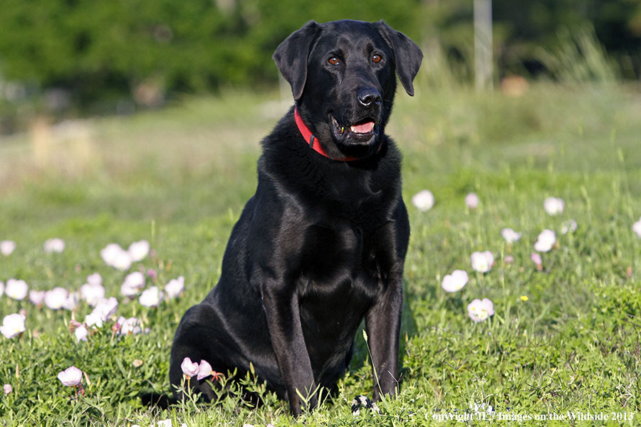 Black Labrador Retriver