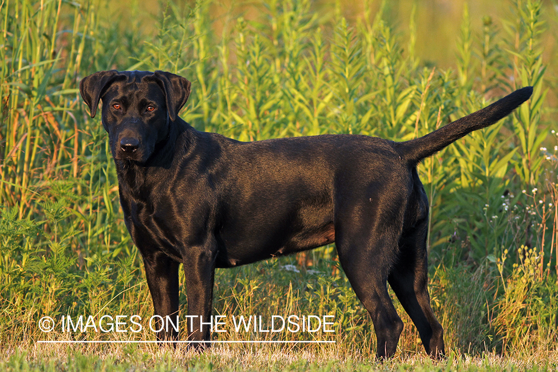 Black Labrador Retriever in field.