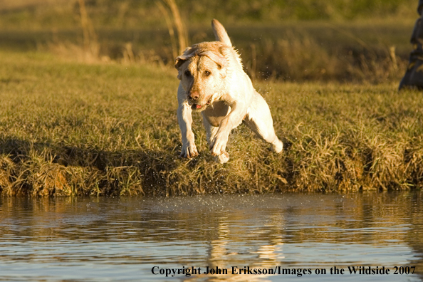 Yellow Labrador Retriever