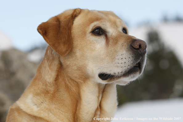 Yellow Labrador Retriever in field