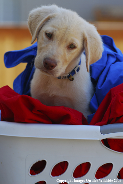 Yellow Labrador Puppy