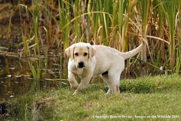 Yellow Labrador Retriever Puppy 