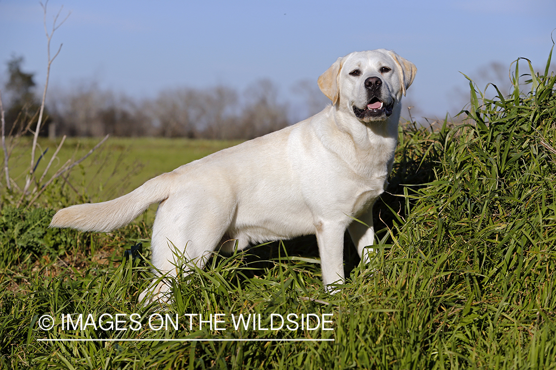 Yellow Labrador Retriever