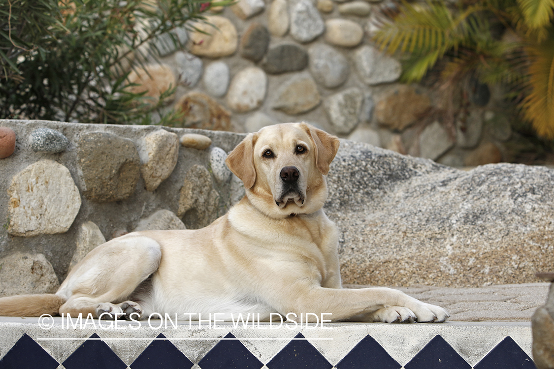 Yellow lab on cobble steps.