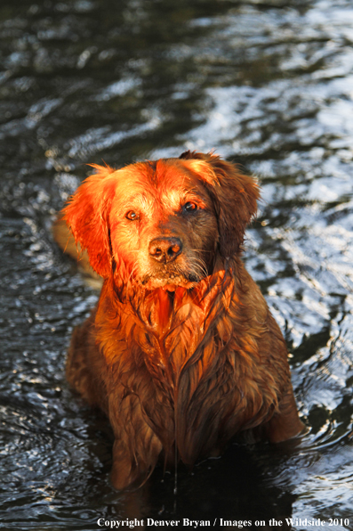 Golden Retriever