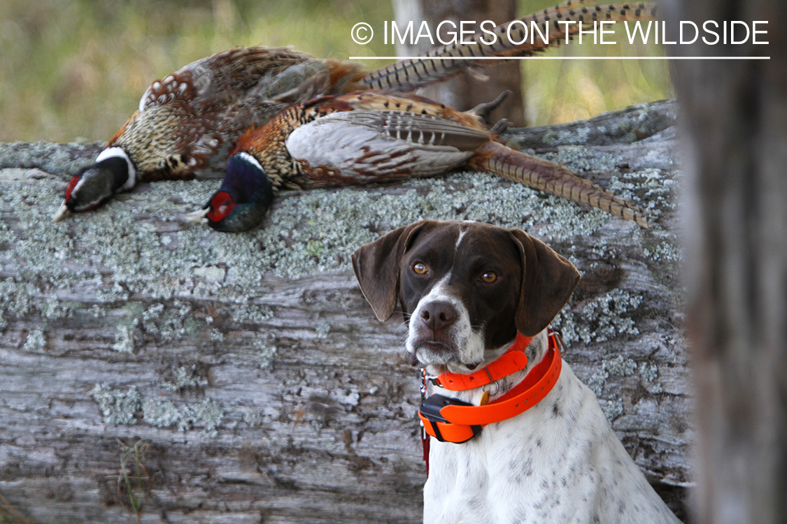 English pointer with bagged pheasants. 