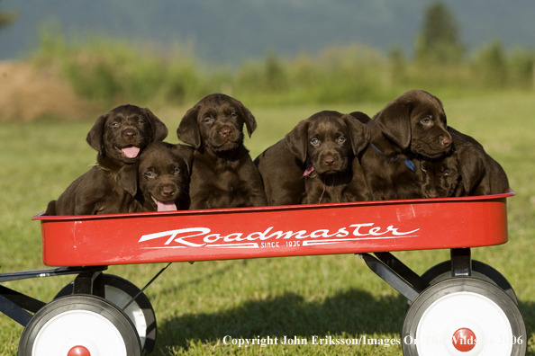 Chocolate Labrador Retriever puppies.