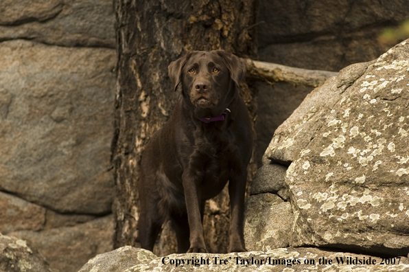 Chocolate labrador 