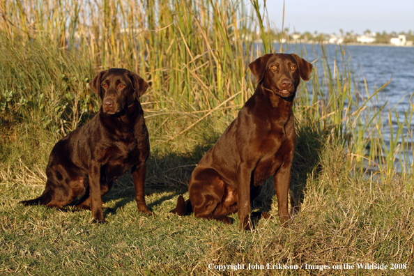 Chocolate Labrador Retrievers in field