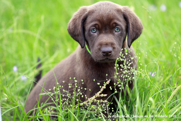 Chocolate Labrador Retriever Puppy