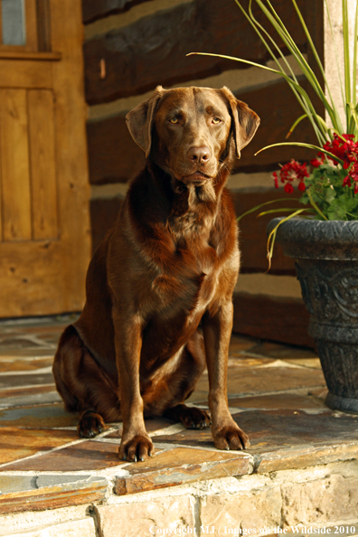 Chocolate Labrador Retriever