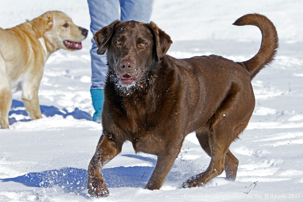 Chocolate Labrador Retriever playing in snow with labrador by owner in background