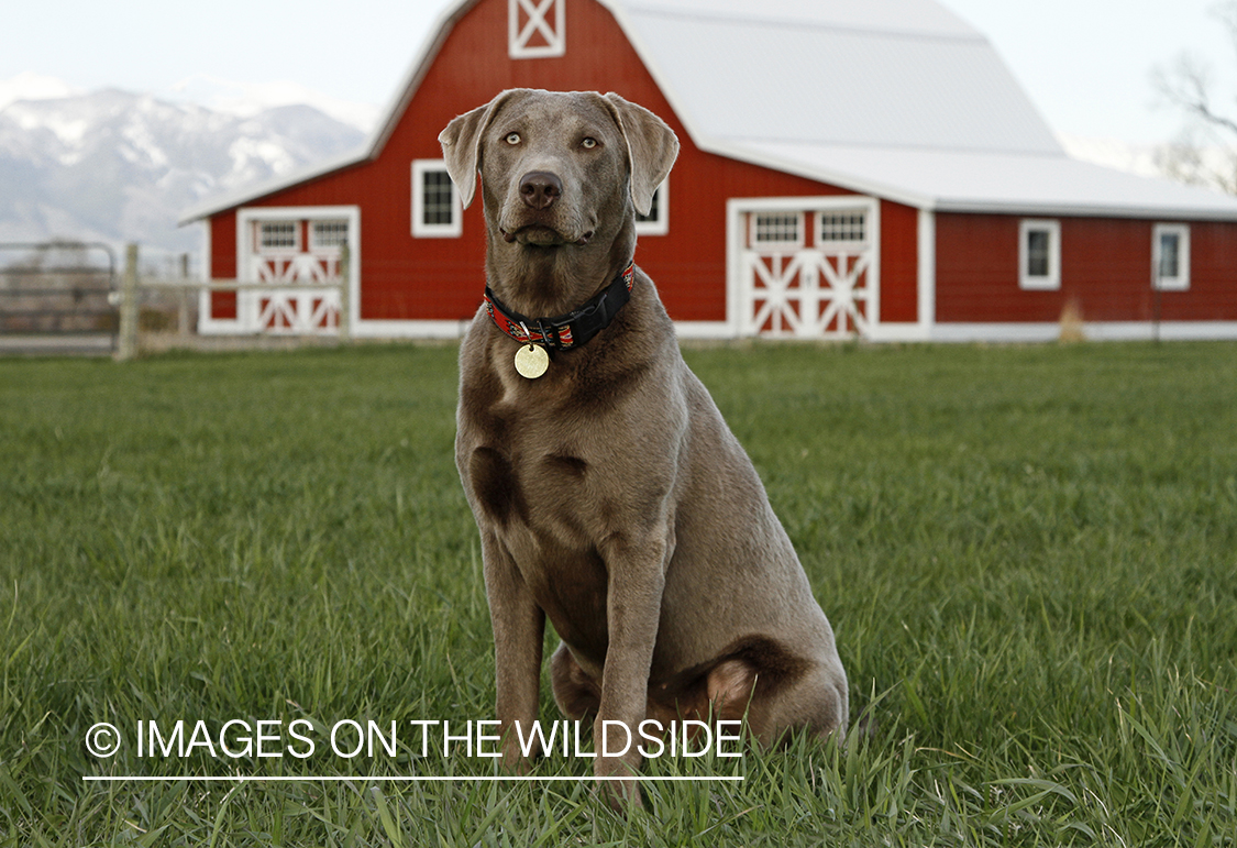 Chocolate (Silver) Labrador Retriever