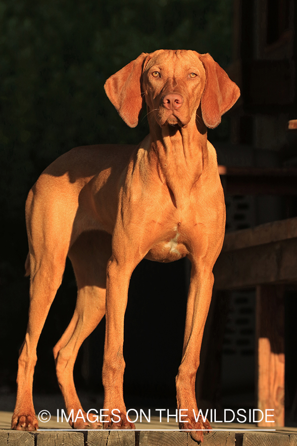 Vizsla standing on deck.