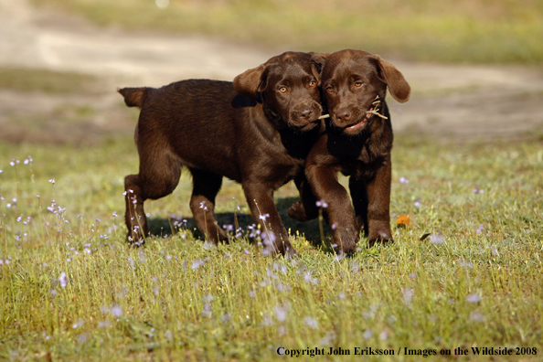 Chocolate Labrador Retriever puppies in field