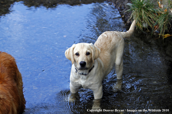 Yellow Labrador Retriever Puppy