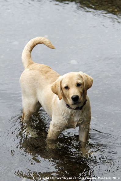 Yellow Labrador Retriever Puppy in water. 