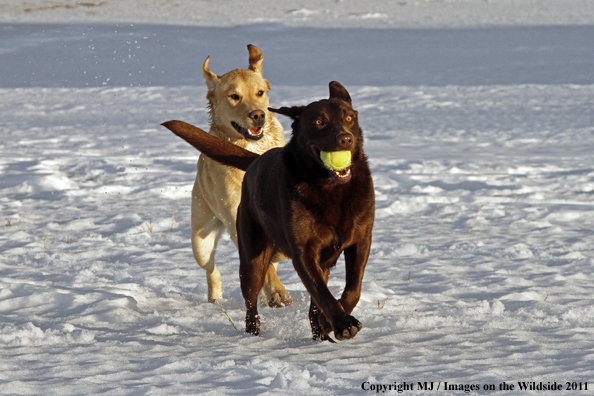Yellow Labrador Retriever and Chocolate Labrador Retriever playing fetch