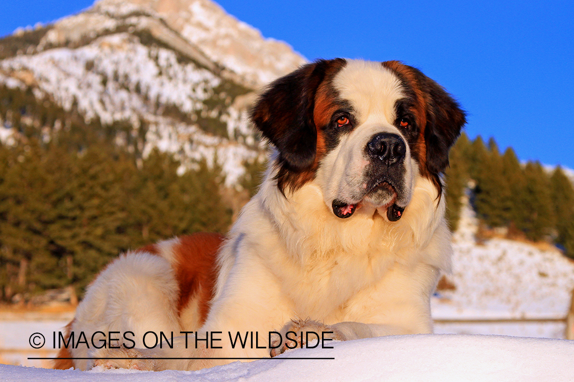 St. Bernard in field.