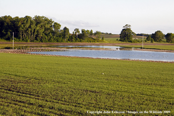 Flooded crop fields