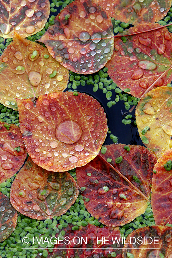 Close-up of aspen leaves and duckweed on pond.