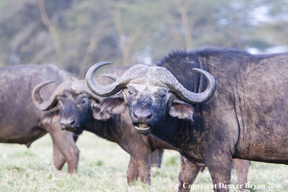 African Cape Buffalo