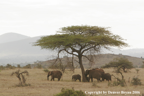 African Elephants