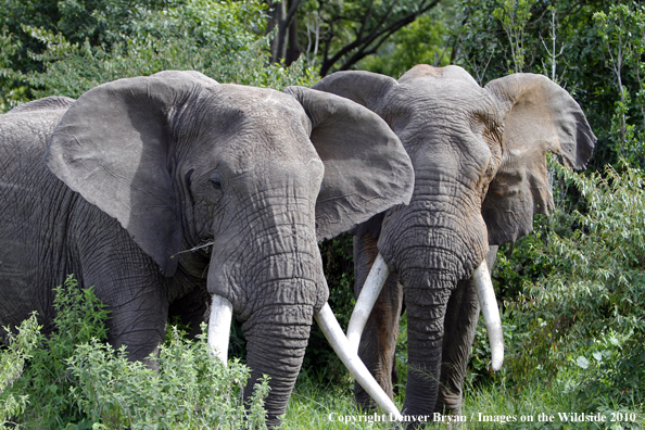 African Bull Elephants 