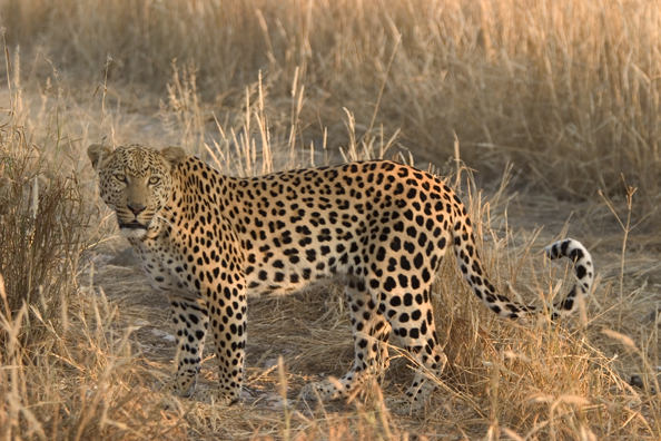 Leopard in habitat. Africa