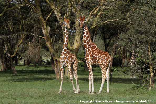 Reticulated Giraffe 