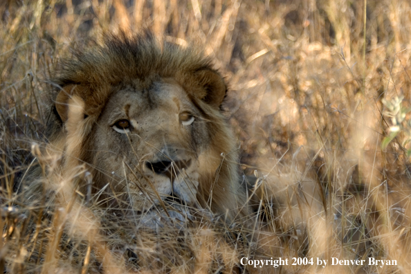 Male African lion in habitat. Africa