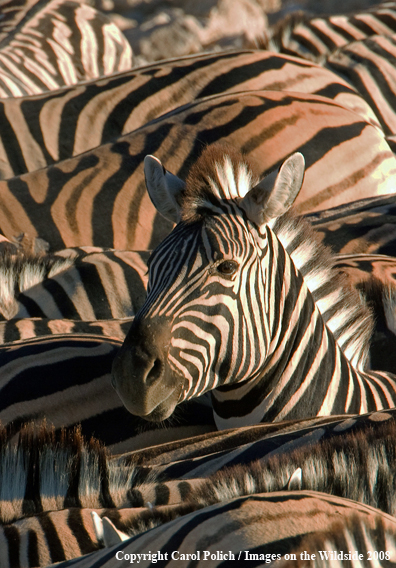 Burchell's Zebra Herd