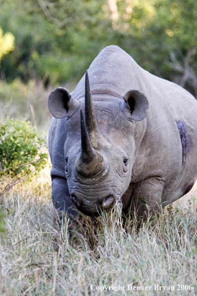 Black rhino in Africa.