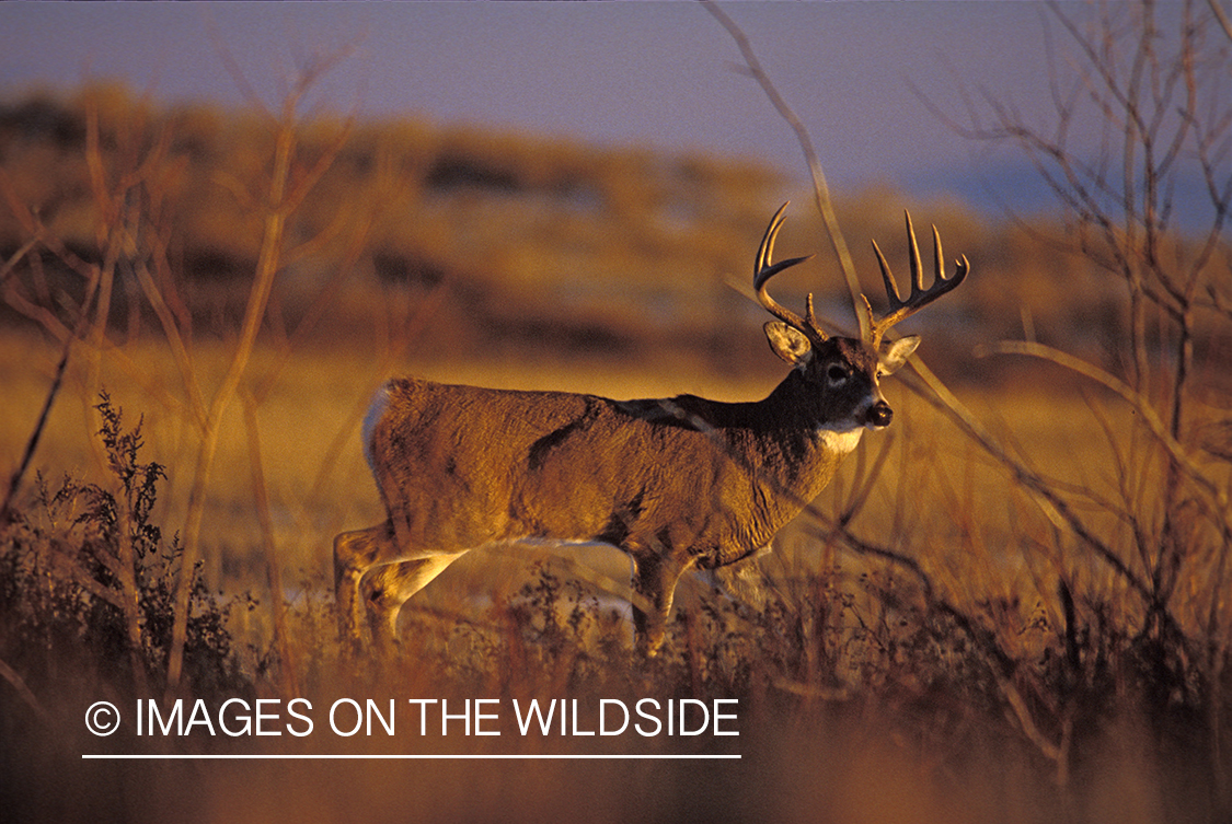 Whitetail deer in habitat.