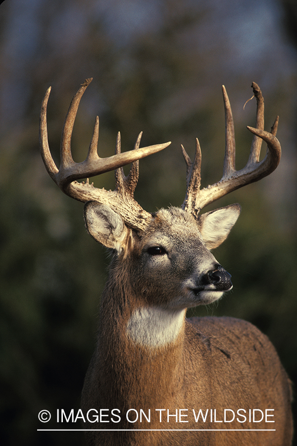 Whitetailed deer in habitat.