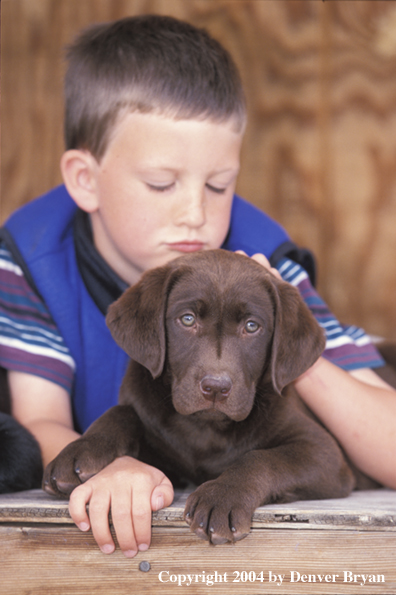 Child with chocolate Labrador Retriever puppy