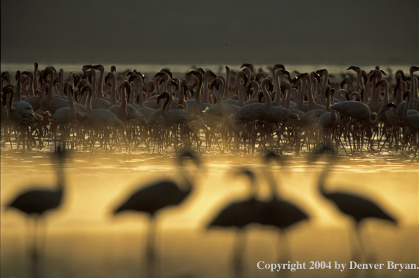 Large concentration of lesser and greater flamingos. Kenya, Africa.