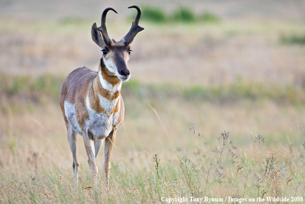 Antelope Buck in field