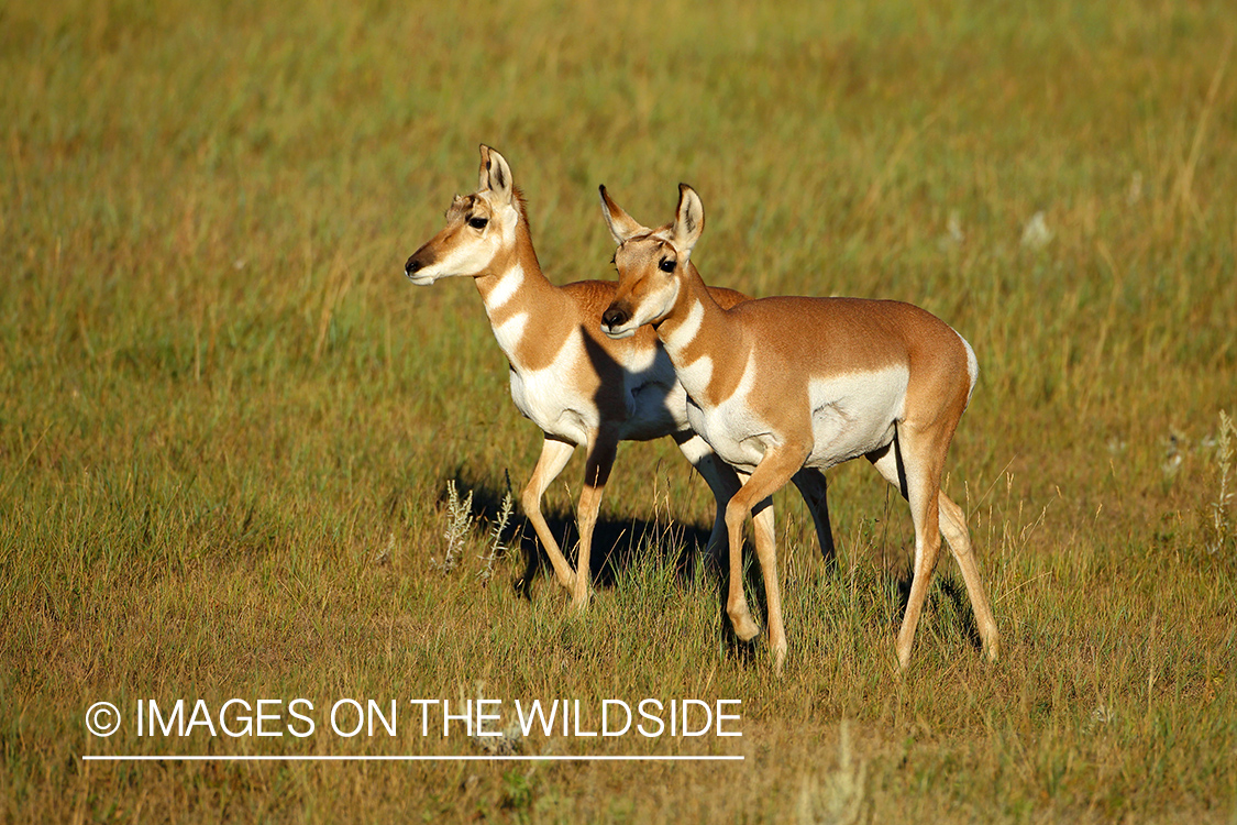 Pronghorn Antelopes in habitat. 